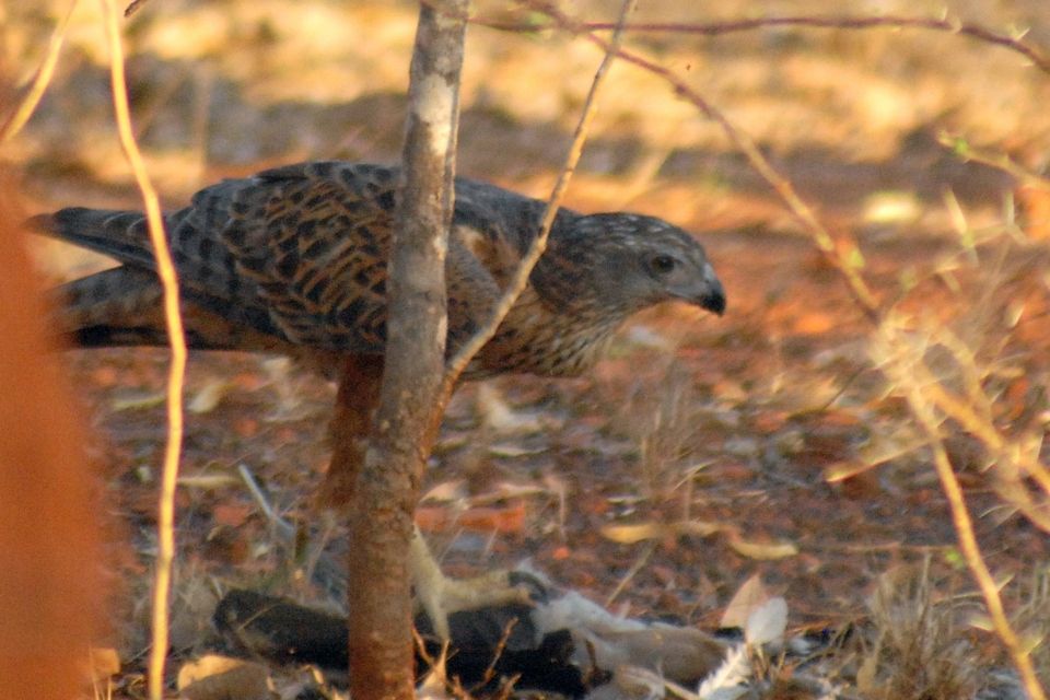 Red Goshawk (Erythrotriorchis radiatus)